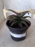 SUCULENTA "ALOE" Nº 22 - vaso 15 - Imagem 4