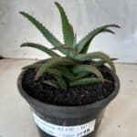 SUCULENTA "ALOE" Nº 23 - vaso 15