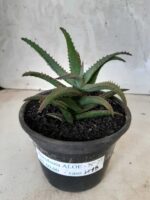 SUCULENTA "ALOE" Nº 23 - vaso 15