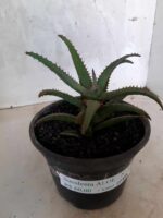 SUCULENTA "ALOE" Nº 23 - vaso 15 - Imagem 10