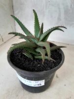 SUCULENTA "ALOE" Nº 23 - vaso 15 - Imagem 8