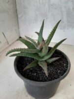 SUCULENTA "ALOE" Nº 23 - vaso 15 - Imagem 7