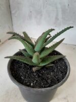 SUCULENTA "ALOE" Nº 23 - vaso 15 - Imagem 5