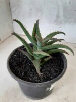 SUCULENTA "ALOE" Nº 23 - vaso 15 - Imagem 6