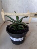 SUCULENTA "ALOE" Nº 23 - vaso 15 - Imagem 4