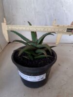 SUCULENTA "ALOE" Nº 23 - vaso 15 - Imagem 9