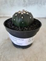 ASTROPHYTUM ASTERIAS “Purple” Nº 72 – vaso 11 - Imagem 2