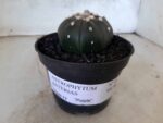 ASTROPHYTUM ASTERIAS “Purple” Nº 72 – vaso 11 - Imagem 10