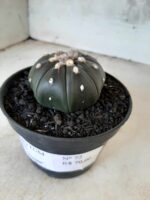 ASTROPHYTUM ASTERIAS “Purple” Nº 72 – vaso 11 - Imagem 8
