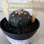 ASTROPHYTUM ASTERIAS “Purple” Nº 72 – vaso 11