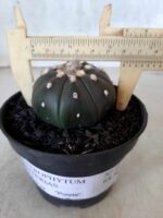 ASTROPHYTUM ASTERIAS “Purple” Nº 72 – vaso 11