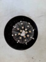 ASTROPHYTUM ASTERIAS “Purple” Nº 74 – vaso 11 - Imagem 3