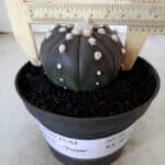 ASTROPHYTUM ASTERIAS “Purple” Nº 74 – vaso 11