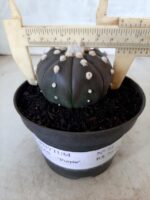 ASTROPHYTUM ASTERIAS “Purple” Nº 74 – vaso 11