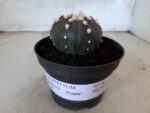 ASTROPHYTUM ASTERIAS “Purple” Nº 74 – vaso 11 - Imagem 12