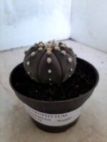 ASTROPHYTUM ASTERIAS “Purple” Nº 74 – vaso 11 - Imagem 11