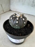 ASTROPHYTUM ASTERIAS “Purple” Nº 74 – vaso 11 - Imagem 9