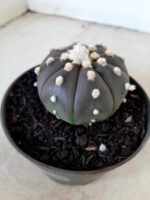 ASTROPHYTUM ASTERIAS “Purple” Nº 74 – vaso 11 - Imagem 8