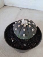 ASTROPHYTUM ASTERIAS “Purple” Nº 74 – vaso 11 - Imagem 7