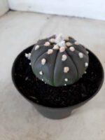 ASTROPHYTUM ASTERIAS “Purple” Nº 74 – vaso 11 - Imagem 6
