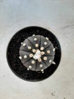 ASTROPHYTUM ASTERIAS “Purple” Nº 74 – vaso 11 - Imagem 10