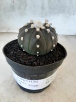 ASTROPHYTUM ASTERIAS “Purple” Nº 76 – vaso 11 - Imagem 2
