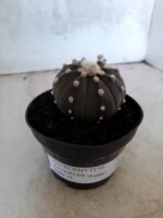 ASTROPHYTUM ASTERIAS “Purple” Nº 76 – vaso 11 - Imagem 11