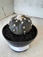 ASTROPHYTUM ASTERIAS “Purple” Nº 76 – vaso 11 - Imagem 10