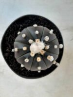 ASTROPHYTUM ASTERIAS “Purple” Nº 76 – vaso 11 - Imagem 3