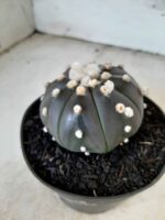ASTROPHYTUM ASTERIAS “Purple” Nº 76 – vaso 11 - Imagem 8