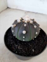 ASTROPHYTUM ASTERIAS “Purple” Nº 76 – vaso 11 - Imagem 7