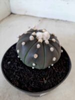 ASTROPHYTUM ASTERIAS “Purple” Nº 76 – vaso 11 - Imagem 6