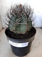 ASTROPHYTUM CAPRICÓRNIO Nº 230 – vaso 20 - Imagem 2