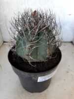 ASTROPHYTUM CAPRICÓRNIO Nº 230 – vaso 20 - Imagem 6