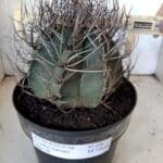ASTROPHYTUM CAPRICÓRNIO Nº 230 – vaso 20