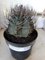 ASTROPHYTUM CAPRICÓRNIO Nº 230 – vaso 20