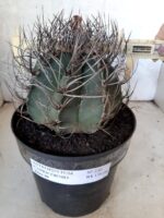 ASTROPHYTUM CAPRICÓRNIO Nº 230 – vaso 20 - Imagem 4