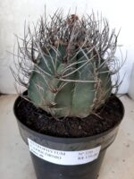 ASTROPHYTUM CAPRICÓRNIO Nº 230 – vaso 20 - Imagem 12