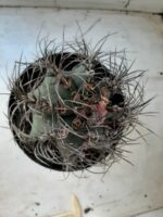 ASTROPHYTUM CAPRICÓRNIO Nº 230 – vaso 20 - Imagem 3