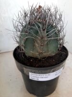 ASTROPHYTUM CAPRICÓRNIO Nº 230 – vaso 20 - Imagem 11