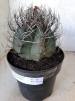 ASTROPHYTUM CAPRICÓRNIO Nº 230 – vaso 20 - Imagem 10