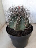 ASTROPHYTUM CAPRICÓRNIO Nº 230 – vaso 20 - Imagem 9