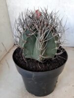 ASTROPHYTUM CAPRICÓRNIO Nº 230 – vaso 20 - Imagem 5