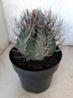 ASTROPHYTUM CAPRICÓRNIO Nº 230 – vaso 20 - Imagem 8
