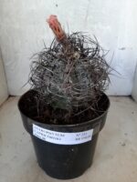 ASTROPHYTUM CAPRICÓRNIO Nº 231 – vaso 20 - Imagem 2