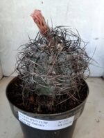 ASTROPHYTUM CAPRICÓRNIO Nº 231 – vaso 20 - Imagem 10