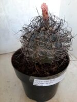 ASTROPHYTUM CAPRICÓRNIO Nº 231 – vaso 20 - Imagem 9
