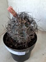 ASTROPHYTUM CAPRICÓRNIO Nº 231 – vaso 20 - Imagem 8