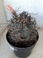 ASTROPHYTUM CAPRICÓRNIO Nº 231 – vaso 20 - Imagem 7