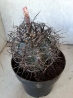 ASTROPHYTUM CAPRICÓRNIO Nº 231 – vaso 20 - Imagem 3